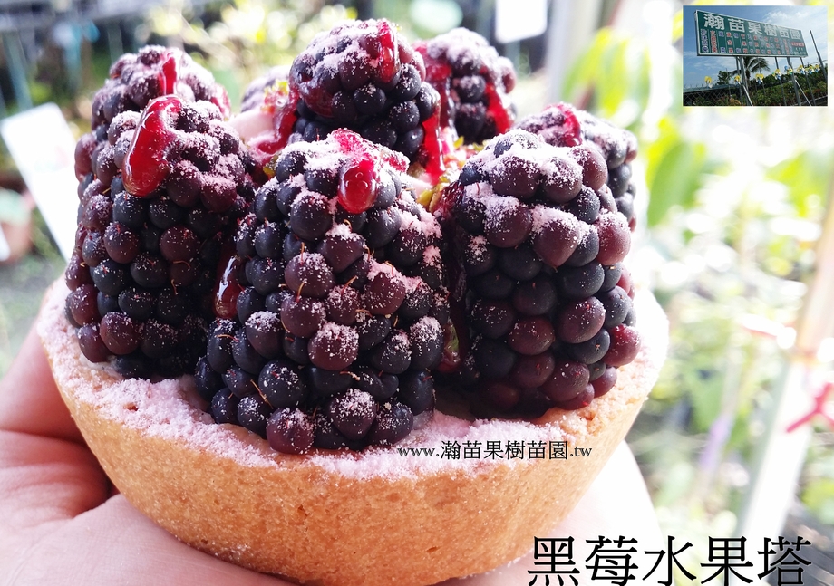黑莓水果塔